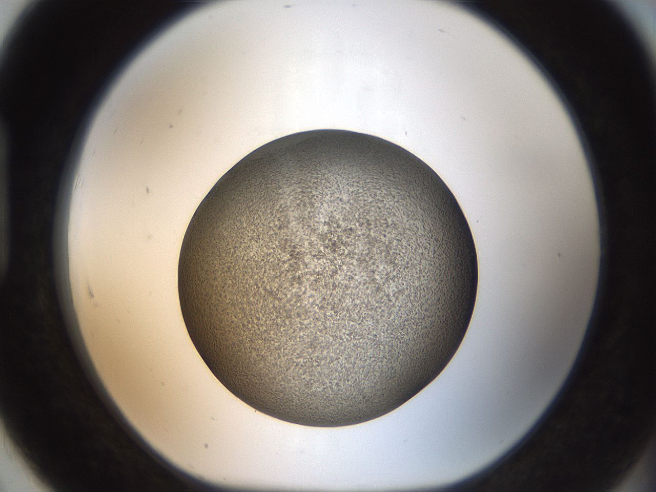 folderID61_plateID2061_batchID9091_wellNum91_profileID1_d1_r139281_ef.jpg