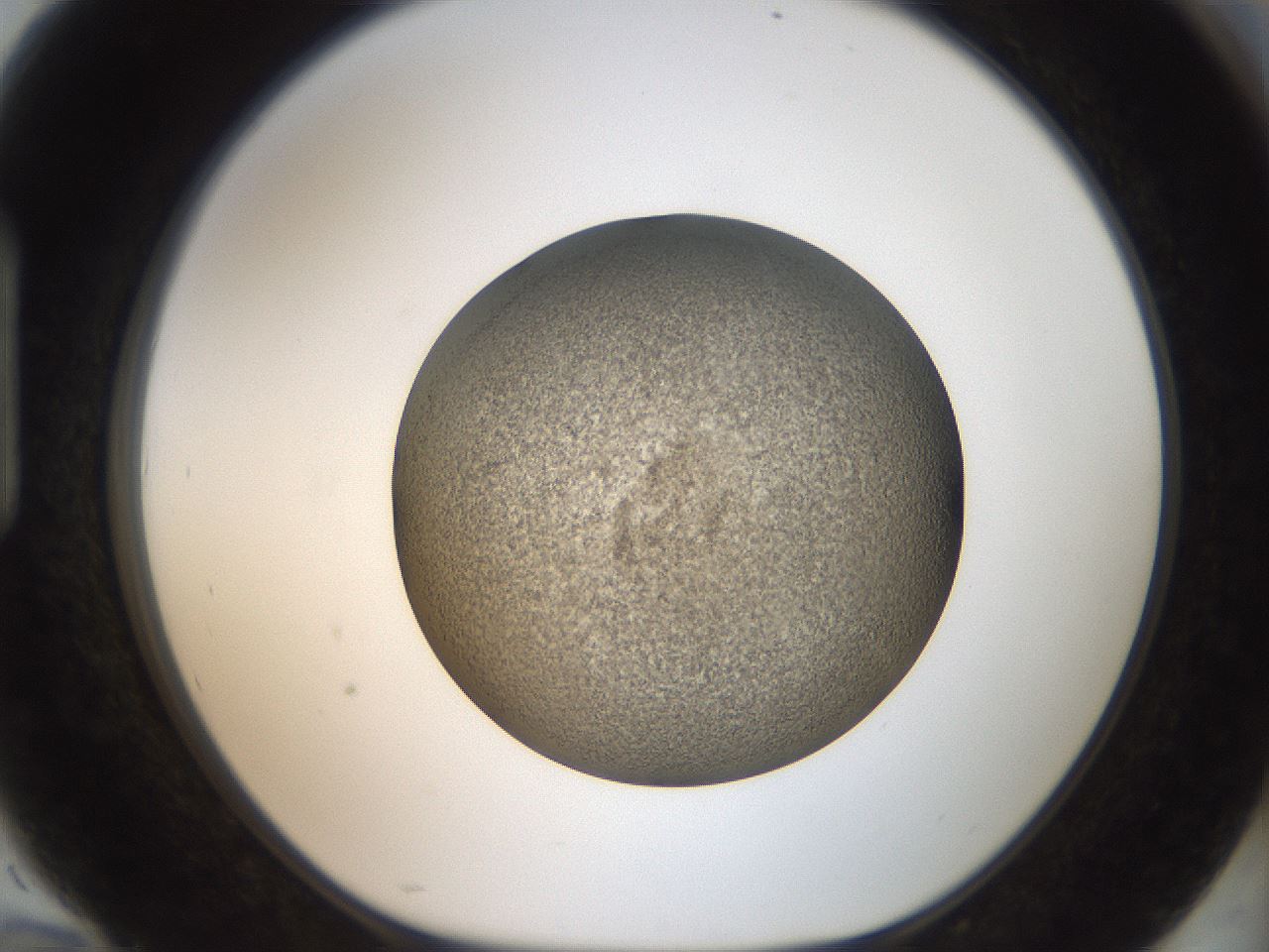 folderID61_plateID2061_batchID9091_wellNum94_profileID1_d1_r139284_ef.jpg