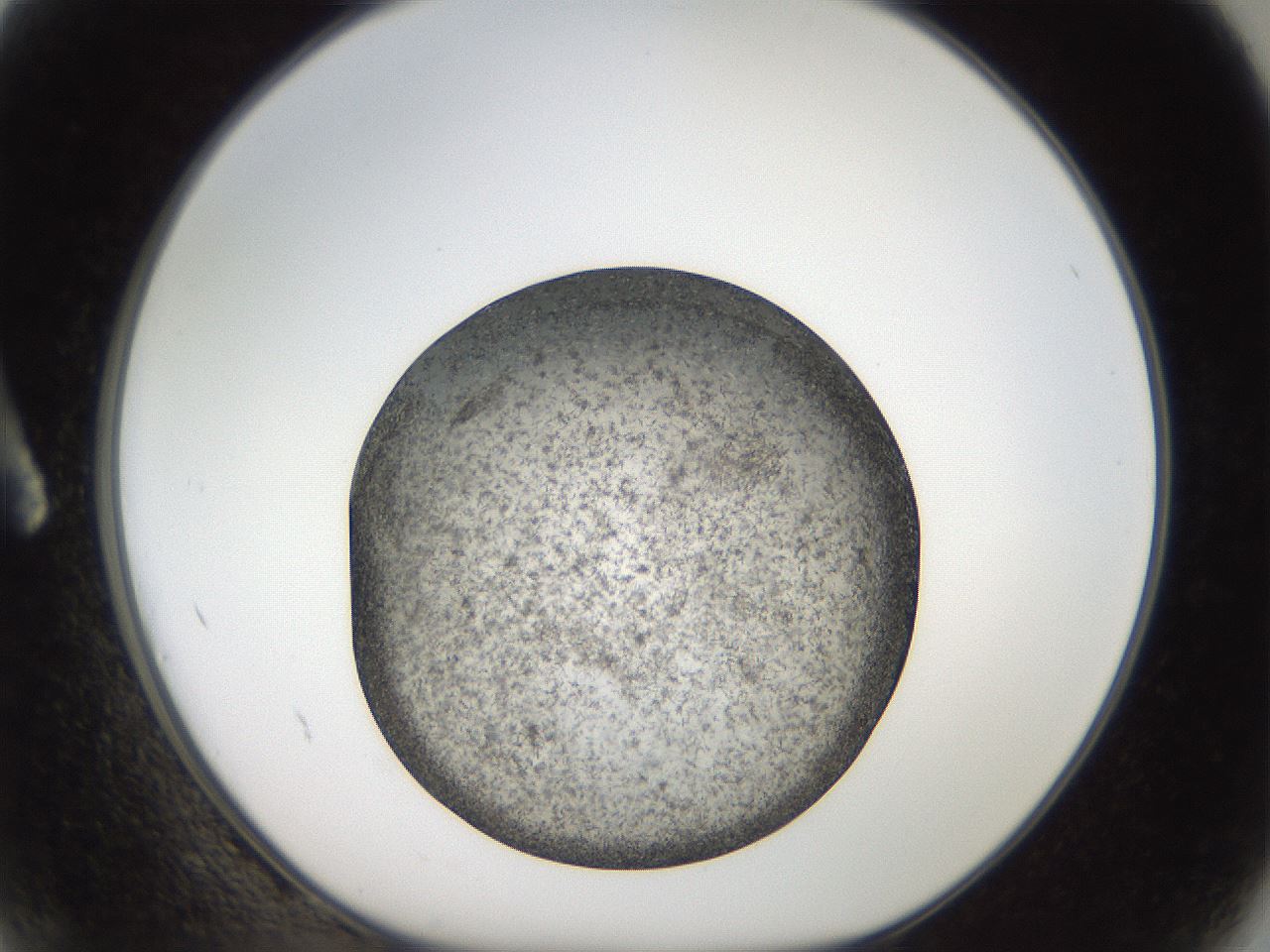folderID61_plateID2061_batchID9091_wellNum2_profileID1_d1_r139192_ef.jpg