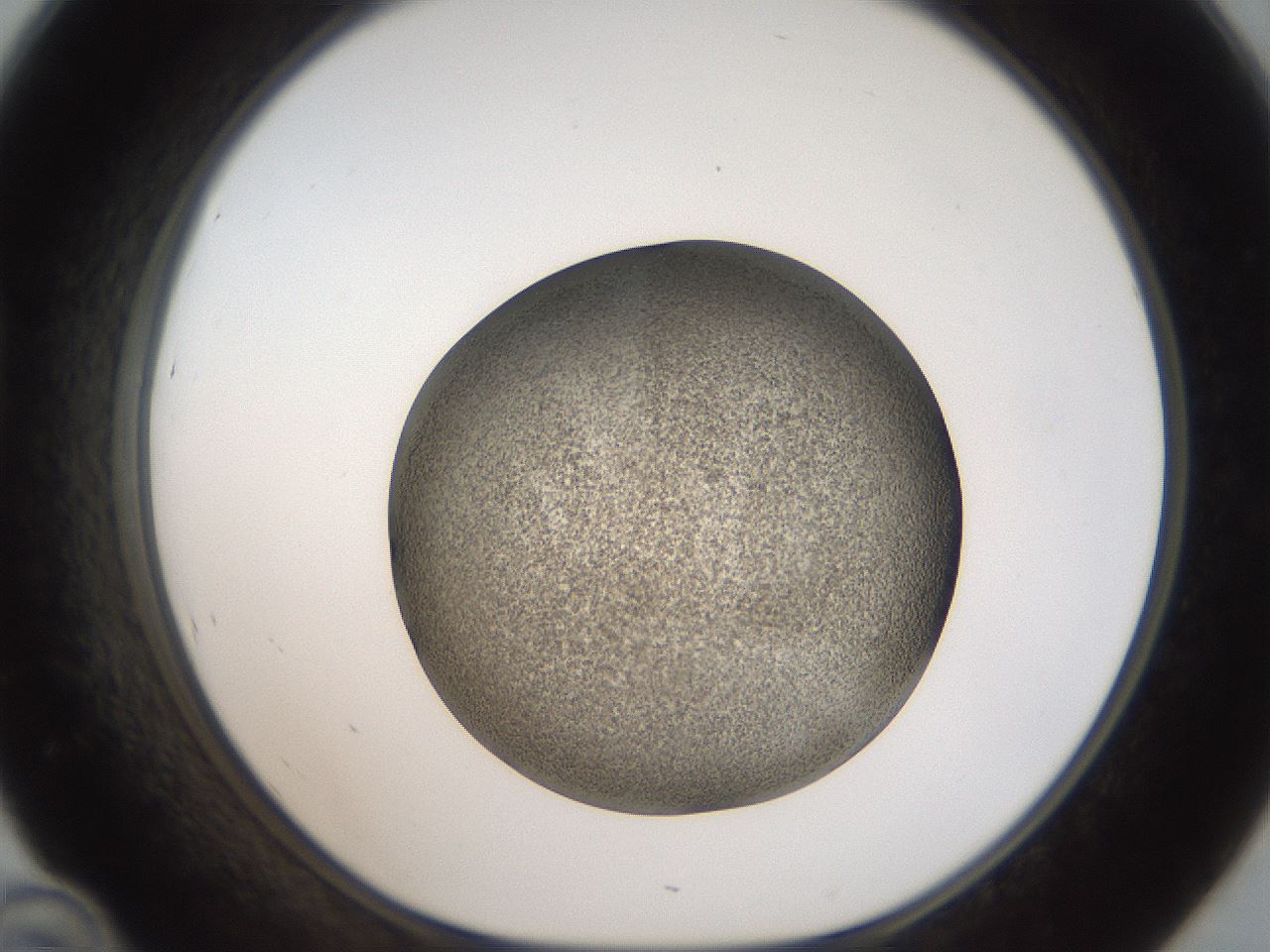 folderID61_plateID2061_batchID9091_wellNum46_profileID1_d1_r139236_ef.jpg