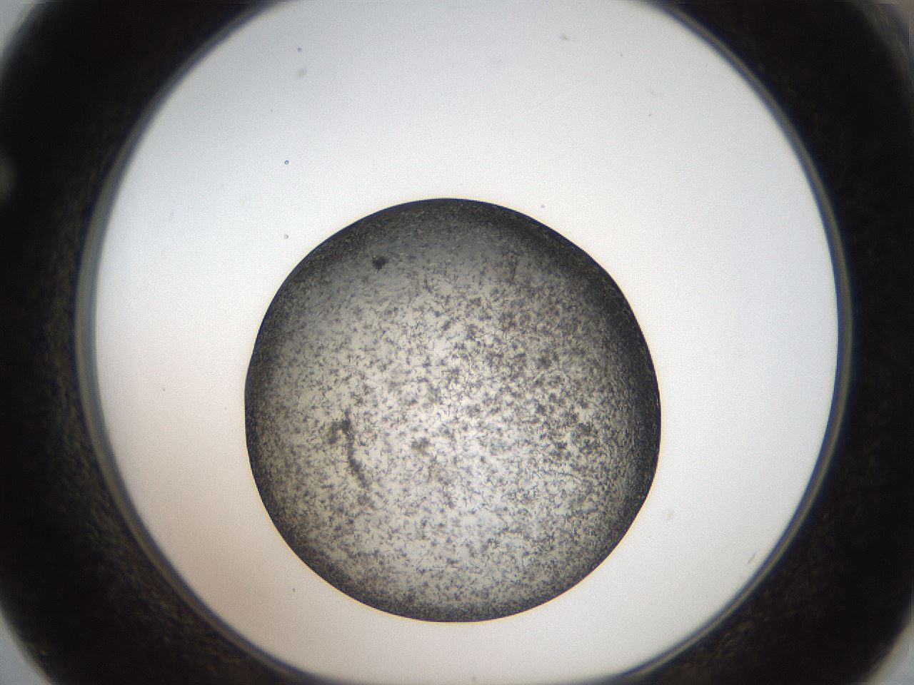 folderID61_plateID2061_batchID9091_wellNum62_profileID1_d1_r139252_ef.jpg