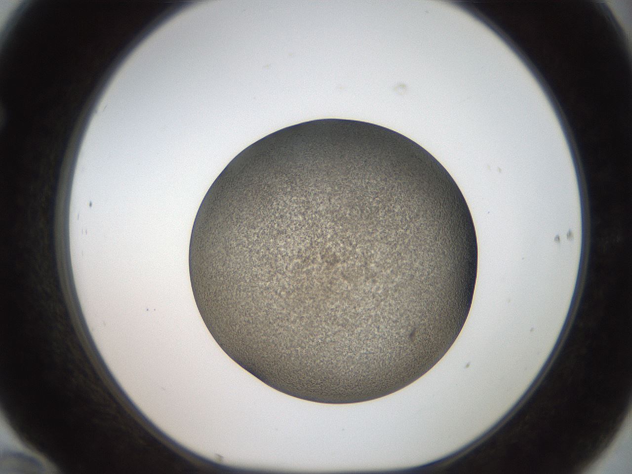 folderID61_plateID2061_batchID9091_wellNum70_profileID1_d1_r139260_ef.jpg
