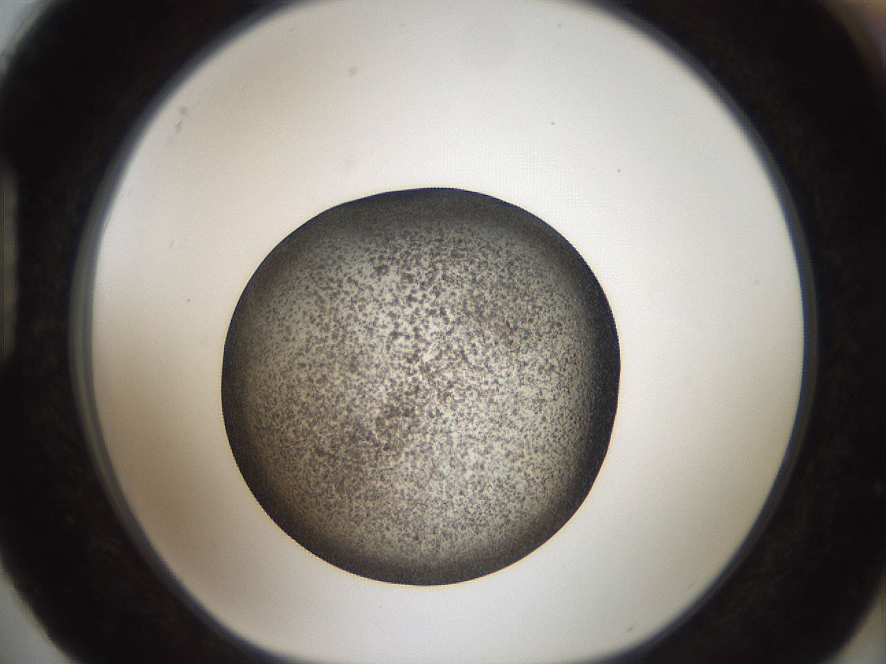 folderID61_plateID2061_batchID9091_wellNum88_profileID1_d1_r139278_ef.jpg