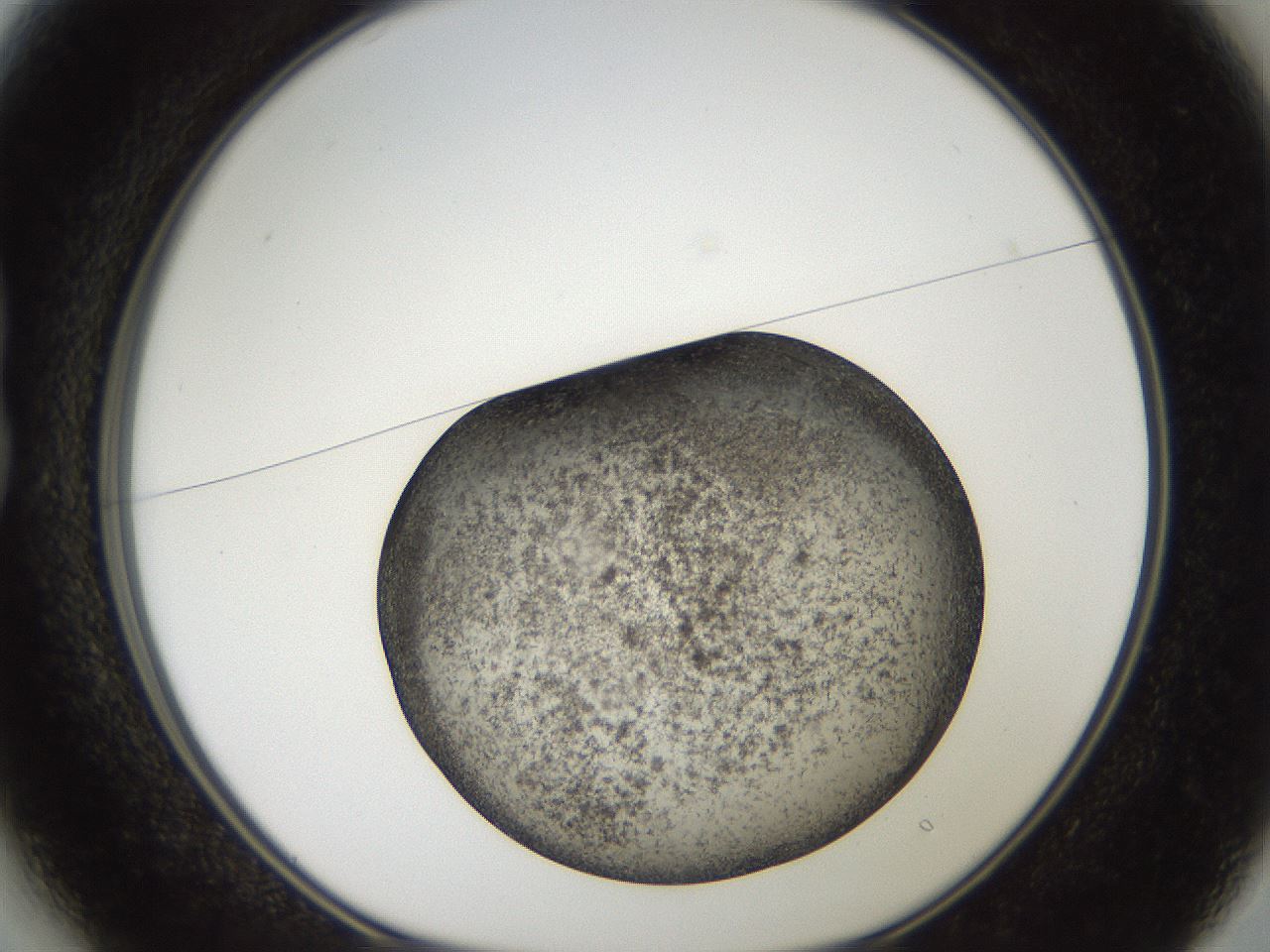 folderID61_plateID2061_batchID9137_wellNum13_profileID1_d1_r139203_ef.jpg