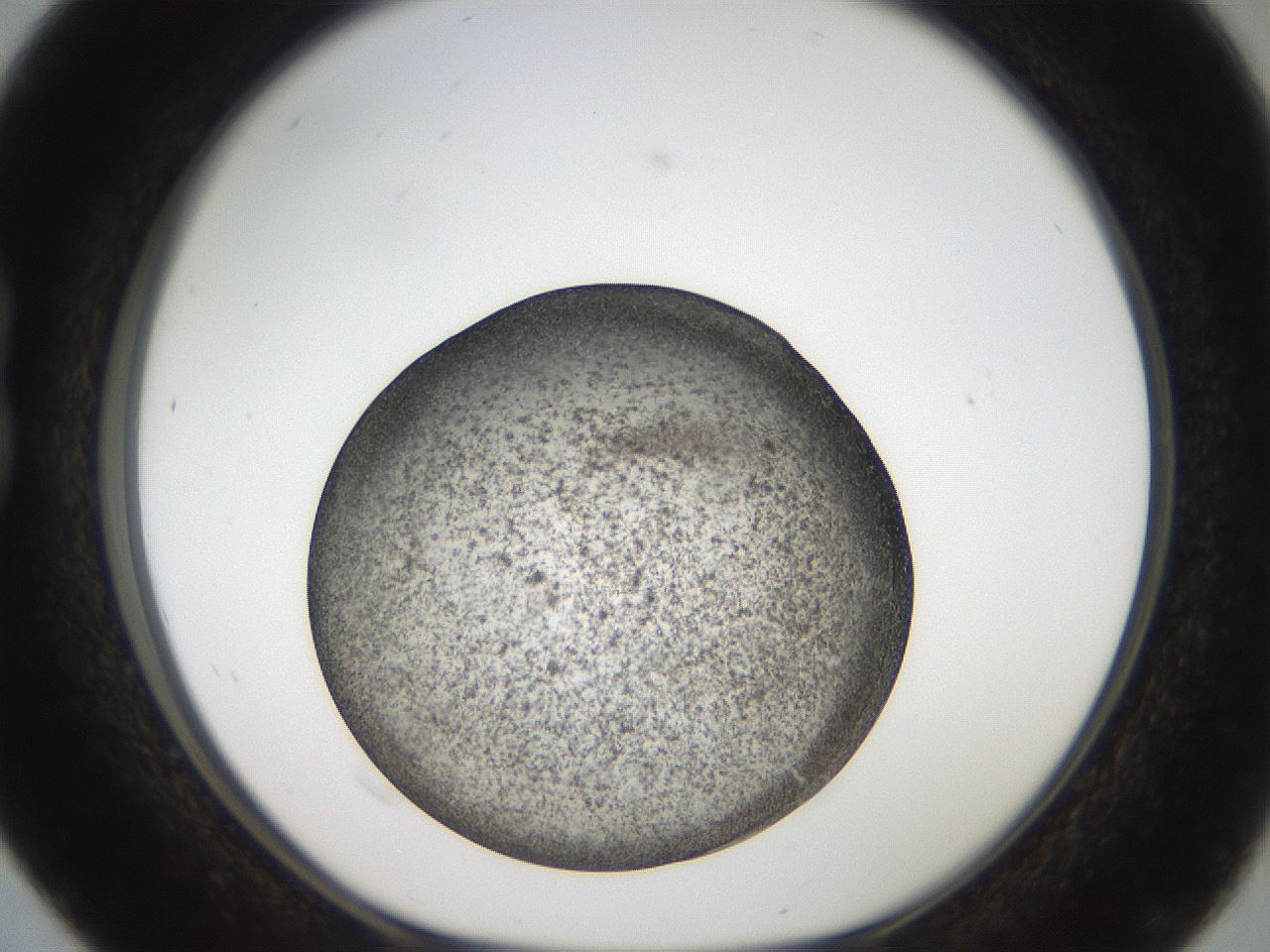 folderID61_plateID2061_batchID9137_wellNum16_profileID1_d1_r139206_ef.jpg