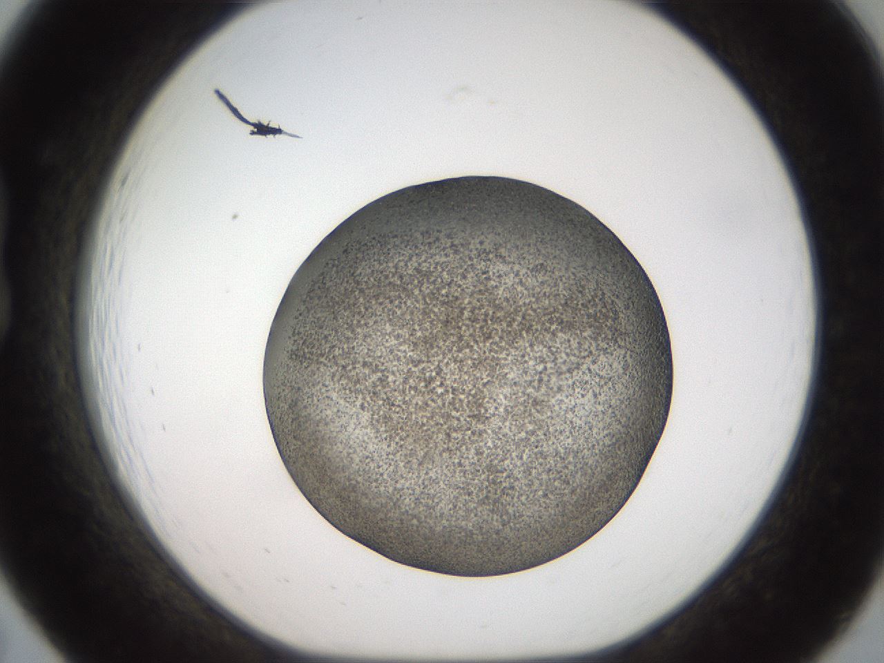 folderID61_plateID2061_batchID9137_wellNum19_profileID1_d1_r139209_ef.jpg