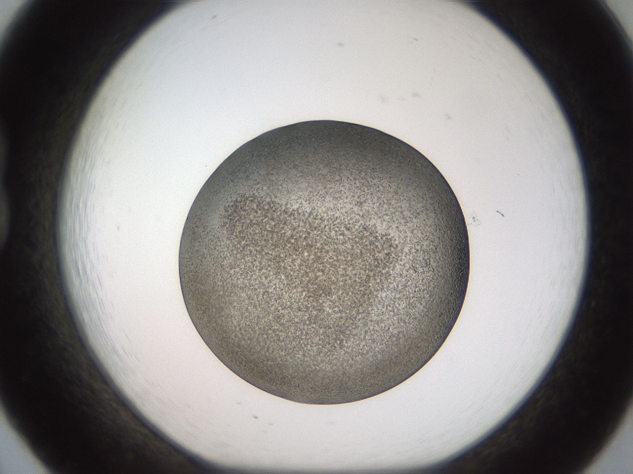 folderID61_plateID2061_batchID9137_wellNum20_profileID1_d1_r139210_ef.jpg