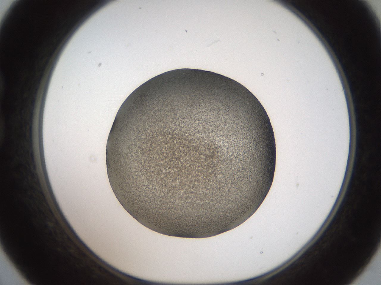 folderID61_plateID2061_batchID9137_wellNum21_profileID1_d1_r139211_ef.jpg