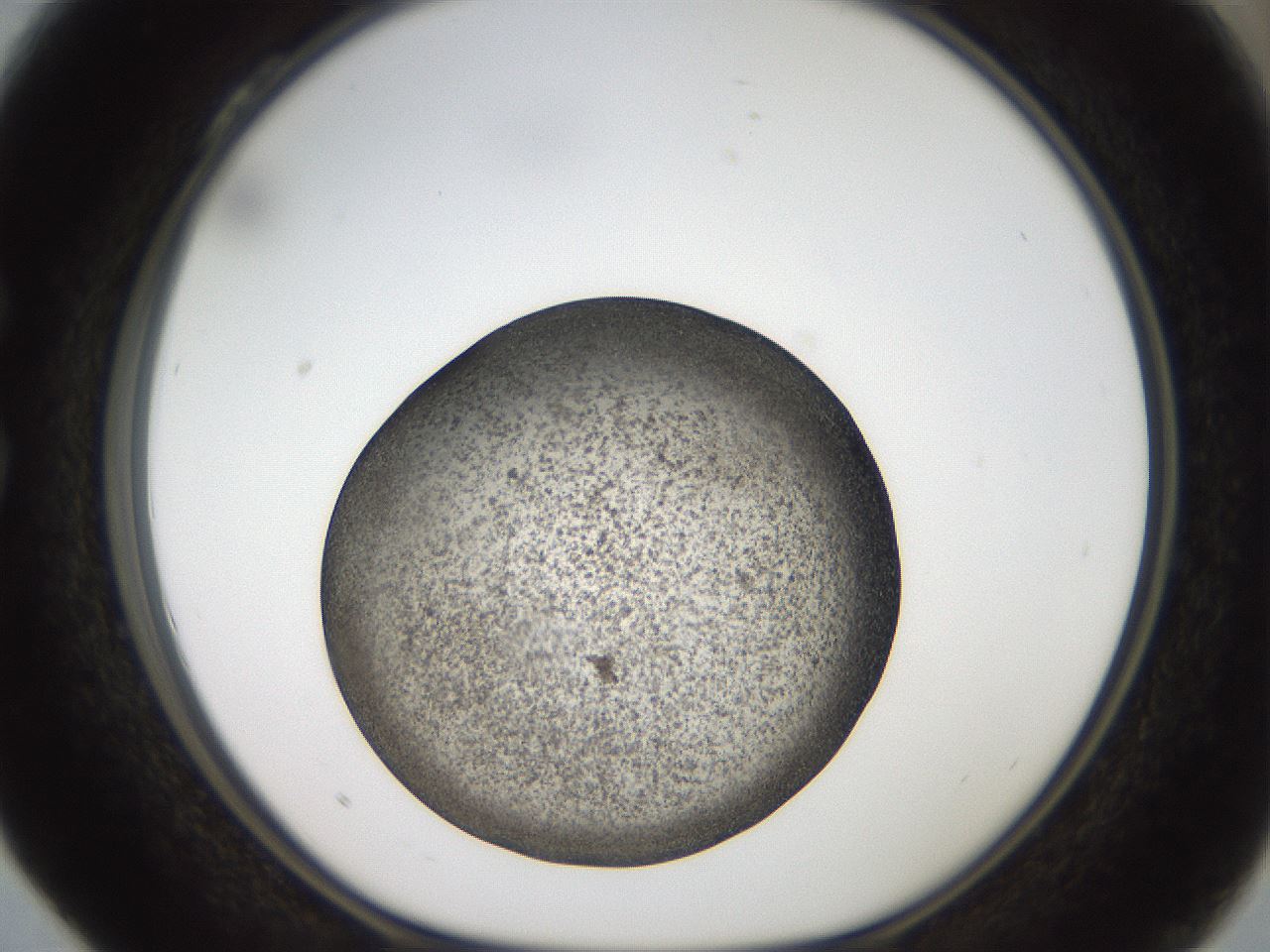 folderID61_plateID2061_batchID9137_wellNum28_profileID1_d1_r139218_ef.jpg