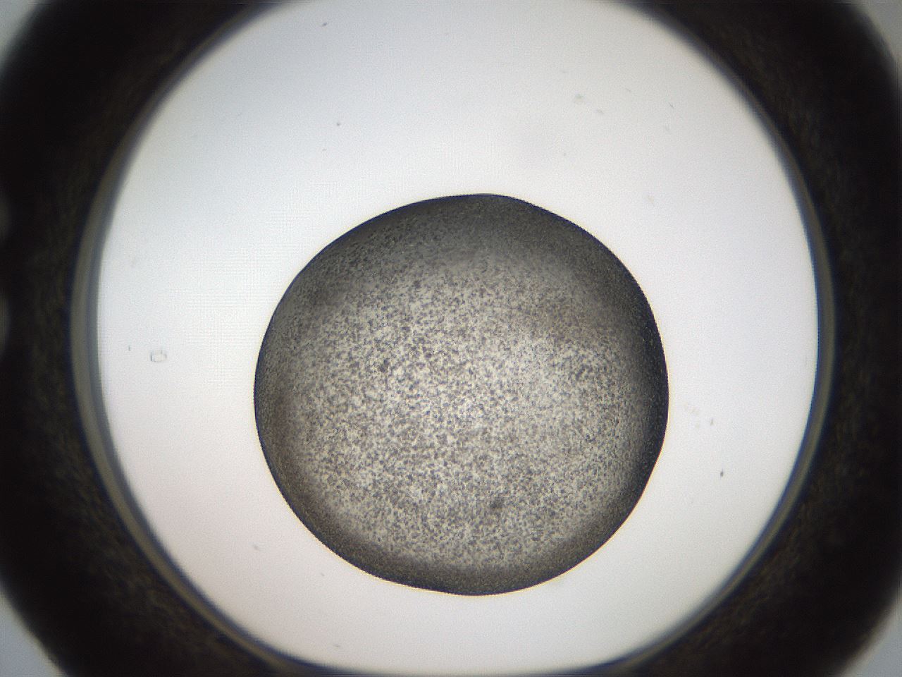 folderID61_plateID2061_batchID9137_wellNum29_profileID1_d1_r139219_ef.jpg