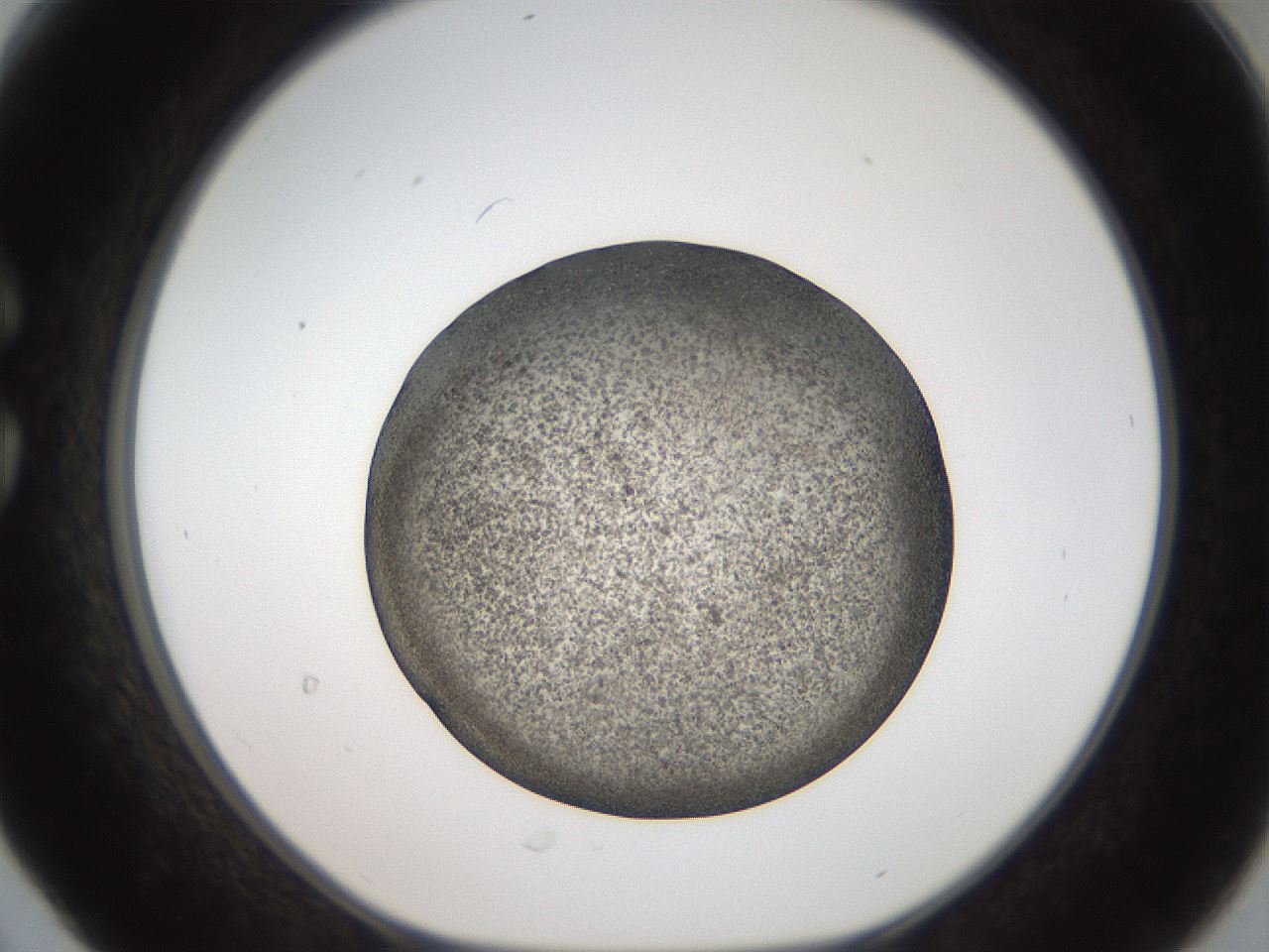 folderID61_plateID2061_batchID9137_wellNum30_profileID1_d1_r139220_ef.jpg