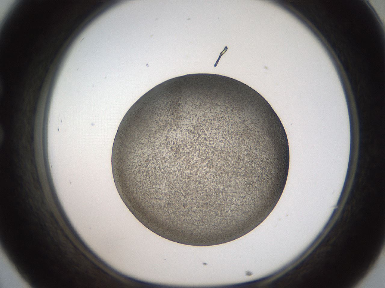 folderID61_plateID2061_batchID9137_wellNum32_profileID1_d1_r139222_ef.jpg