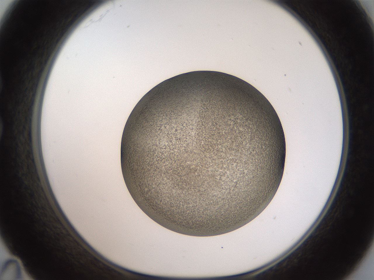 folderID61_plateID2061_batchID9137_wellNum35_profileID1_d1_r139225_ef.jpg