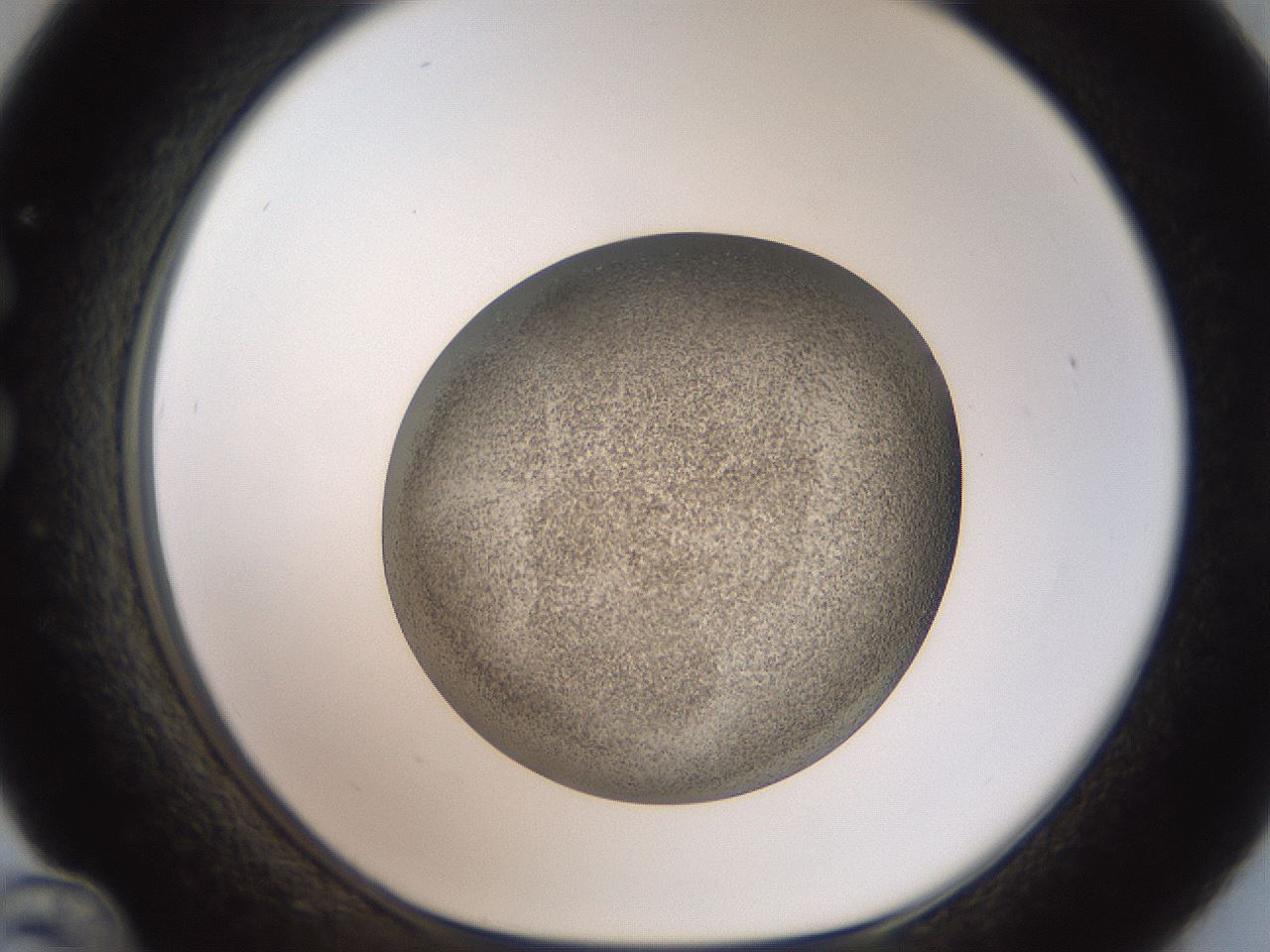folderID61_plateID2061_batchID9137_wellNum36_profileID1_d1_r139226_ef.jpg