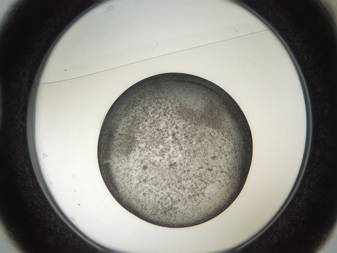 folderID61_plateID2061_batchID9137_wellNum37_profileID1_d1_r139227_ef.jpg