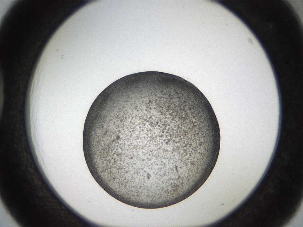 folderID61_plateID2061_batchID9137_wellNum39_profileID1_d1_r139229_ef.jpg