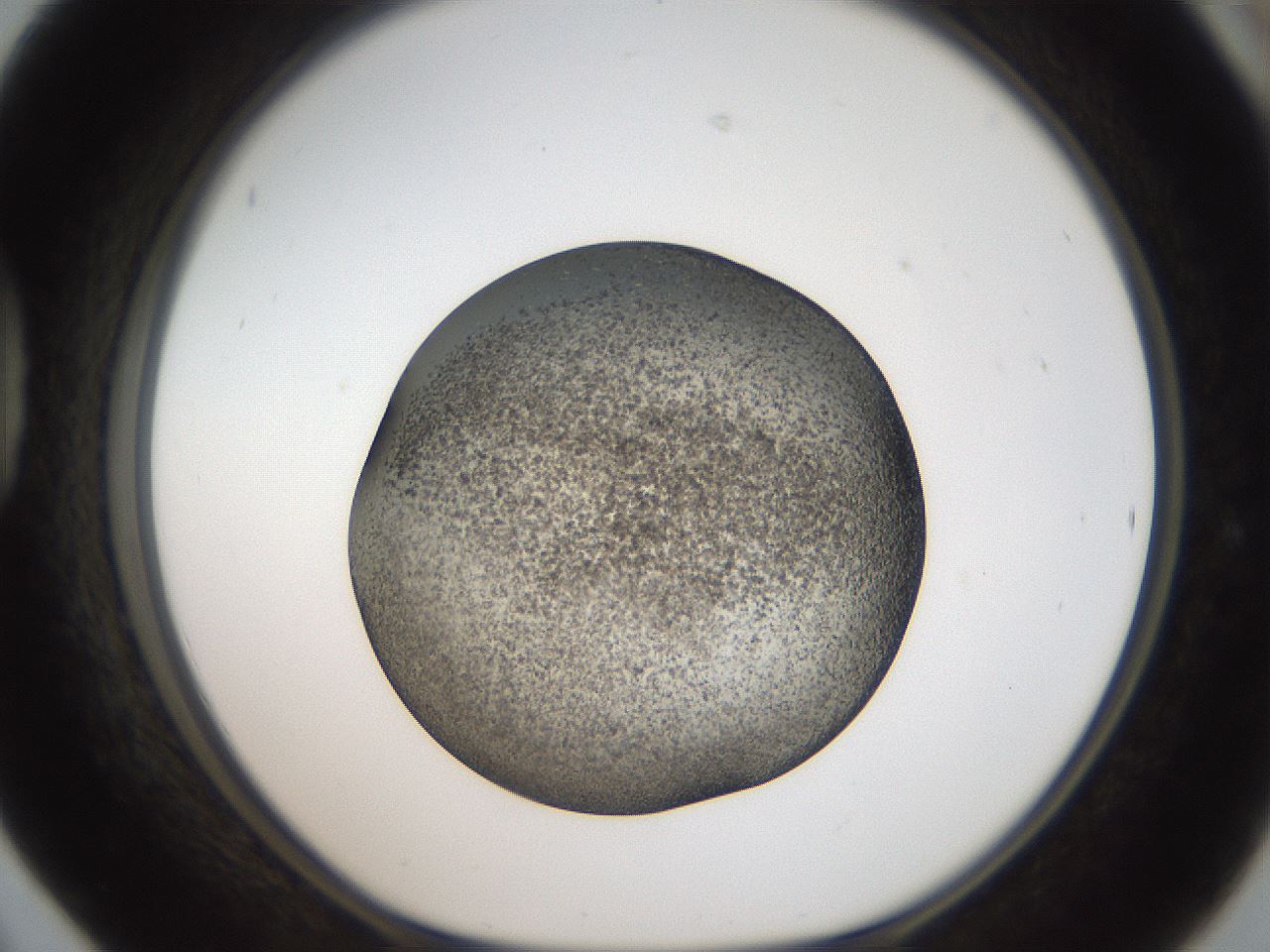 folderID61_plateID2061_batchID9137_wellNum42_profileID1_d1_r139232_ef.jpg