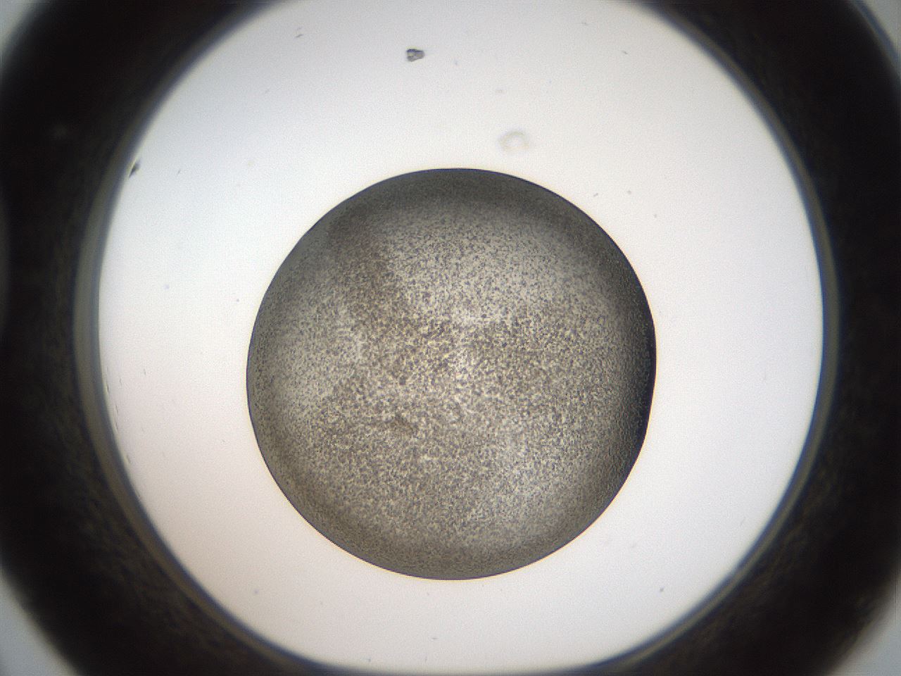 folderID61_plateID2061_batchID9137_wellNum44_profileID1_d1_r139234_ef.jpg