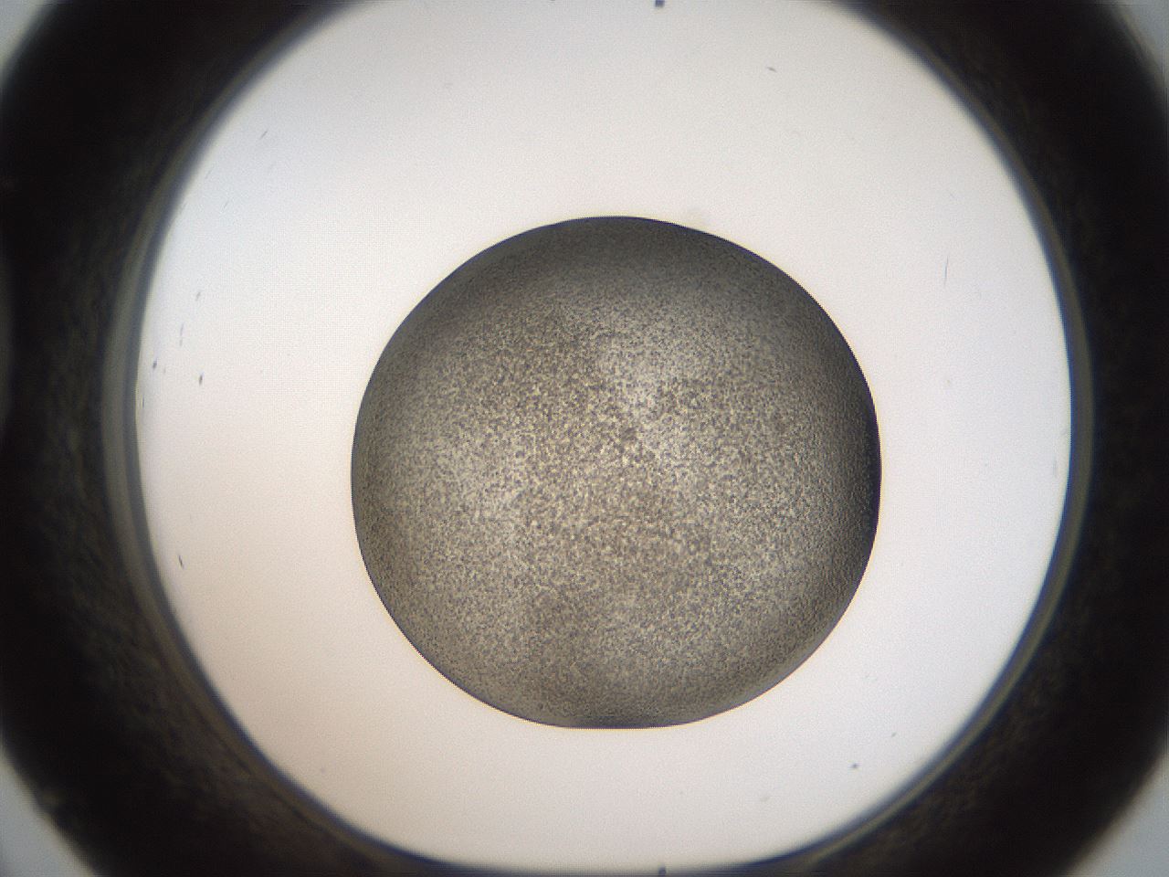 folderID61_plateID2061_batchID9137_wellNum45_profileID1_d1_r139235_ef.jpg