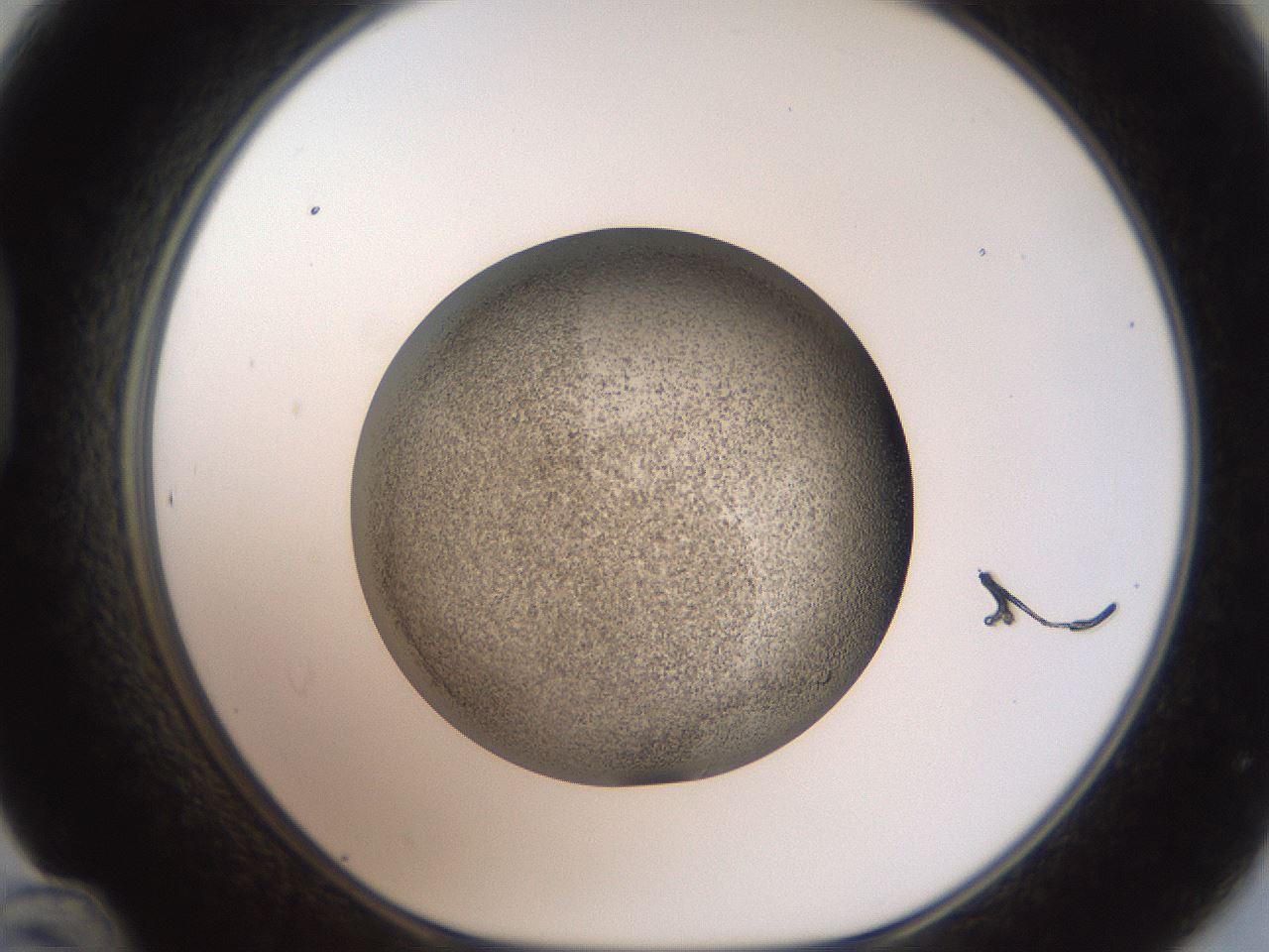 folderID61_plateID2061_batchID9137_wellNum48_profileID1_d1_r139238_ef.jpg