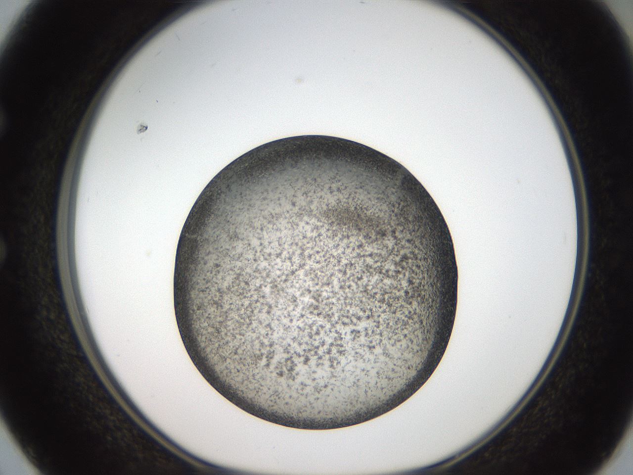 folderID61_plateID2061_batchID9137_wellNum50_profileID1_d1_r139240_ef.jpg