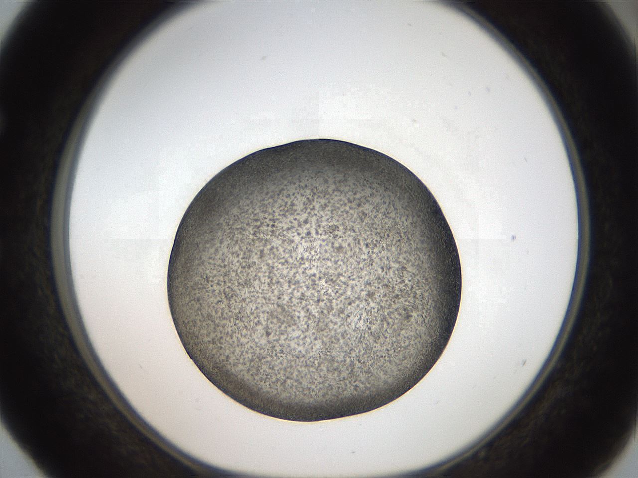 folderID61_plateID2061_batchID9137_wellNum52_profileID1_d1_r139242_ef.jpg