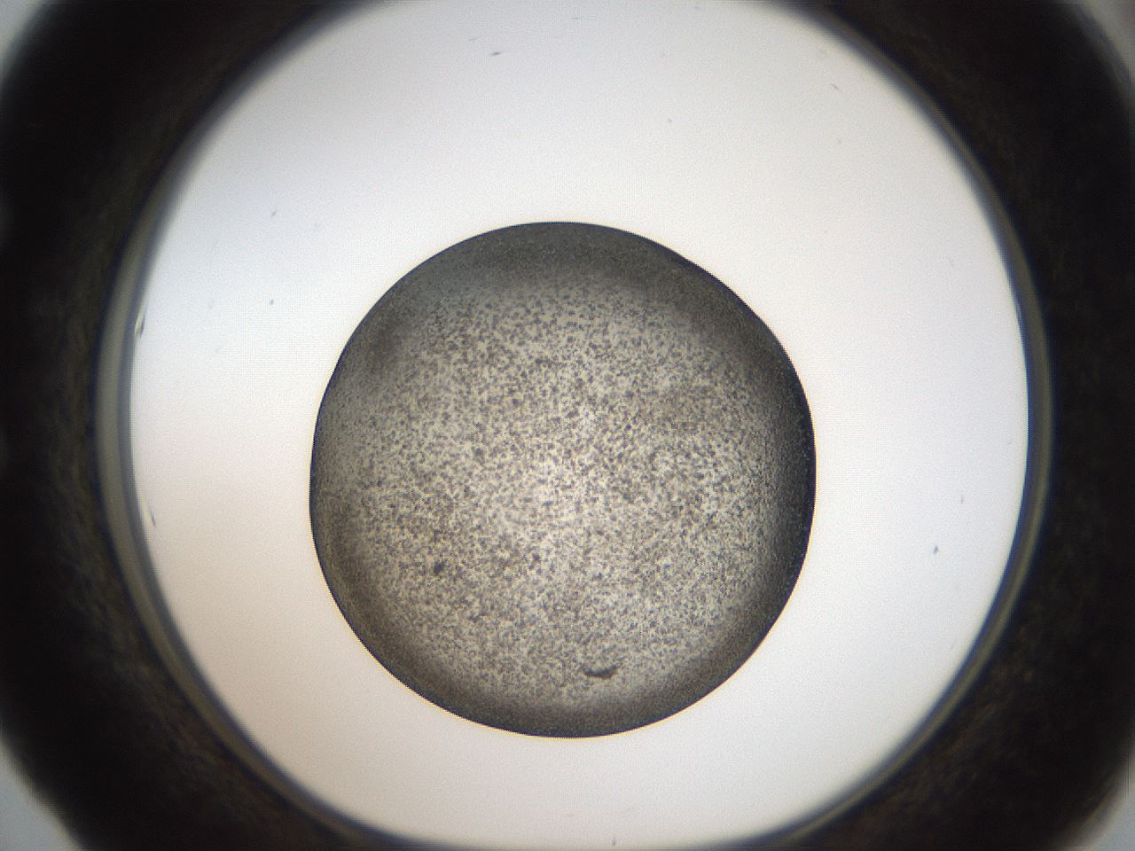 folderID61_plateID2061_batchID9137_wellNum53_profileID1_d1_r139243_ef.jpg