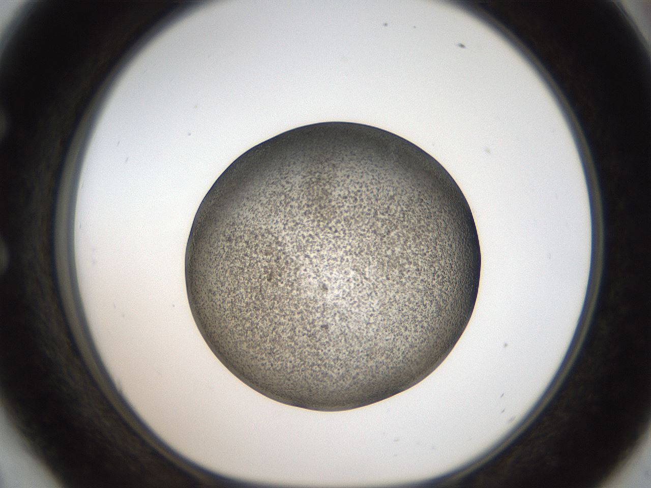 folderID61_plateID2061_batchID9137_wellNum54_profileID1_d1_r139244_ef.jpg