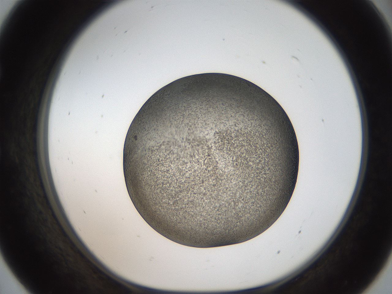 folderID61_plateID2061_batchID9137_wellNum55_profileID1_d1_r139245_ef.jpg
