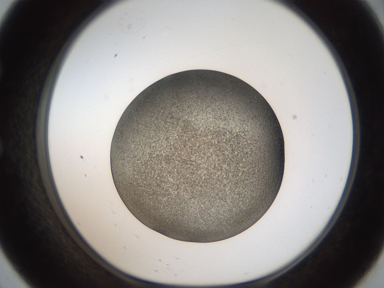 folderID61_plateID2061_batchID9137_wellNum57_profileID1_d1_r139247_ef.jpg