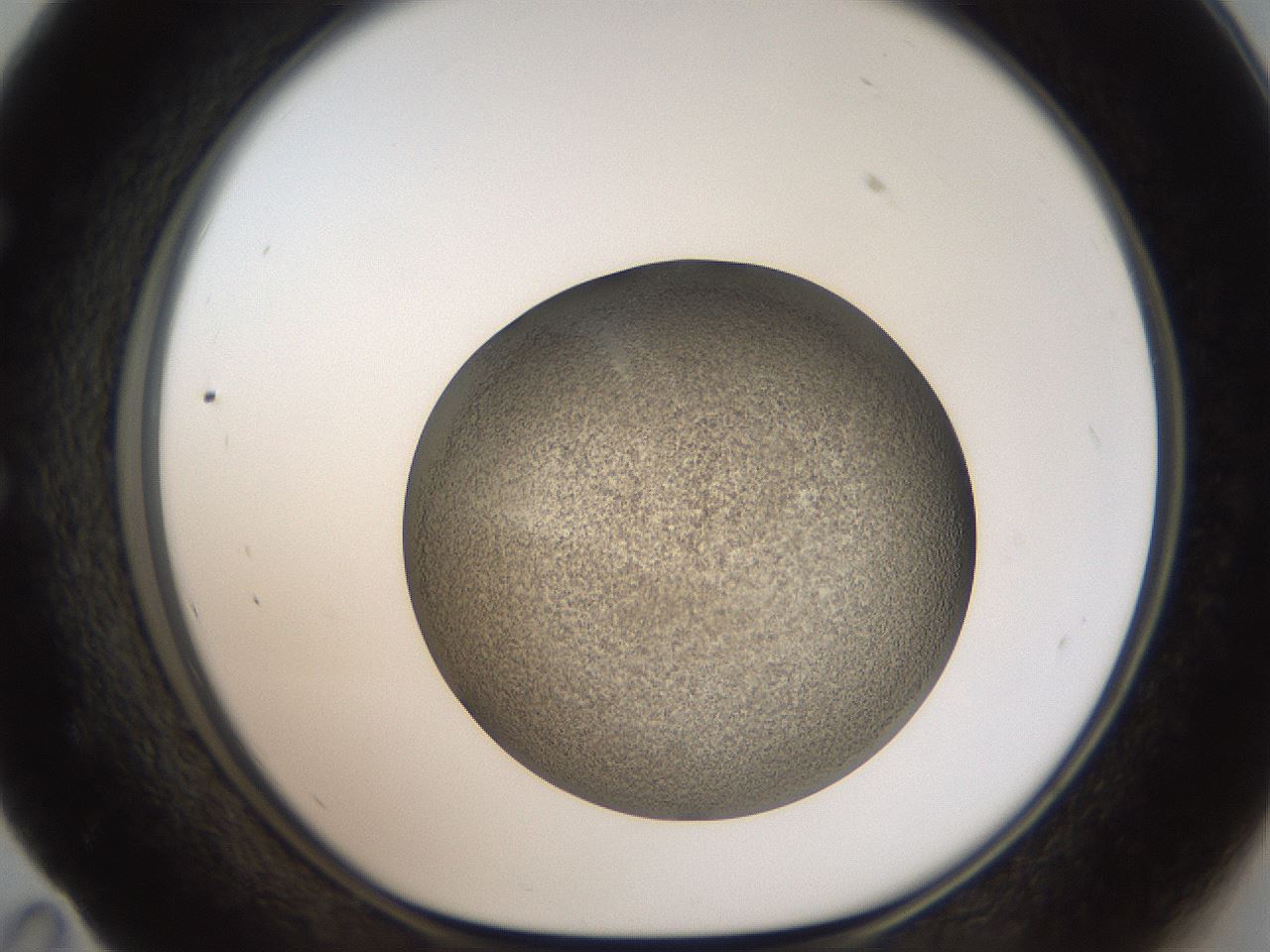 folderID61_plateID2061_batchID9137_wellNum59_profileID1_d1_r139249_ef.jpg