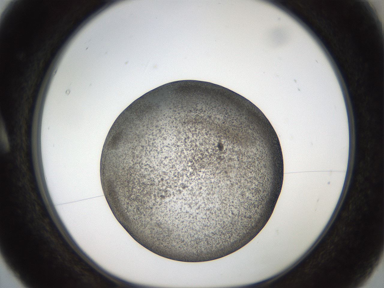 folderID61_plateID2061_batchID9137_wellNum5_profileID1_d1_r139195_ef.jpg