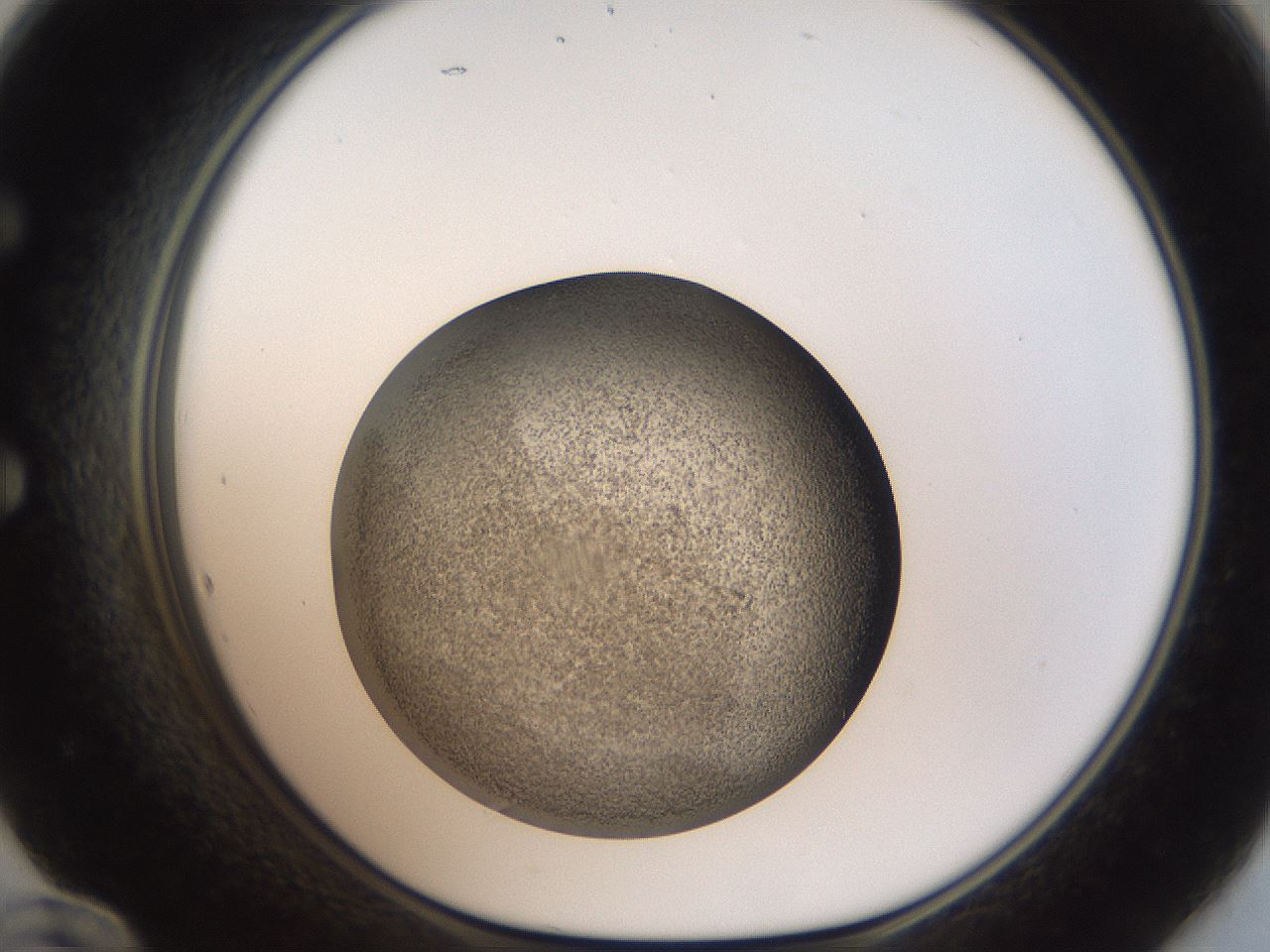 folderID61_plateID2061_batchID9137_wellNum60_profileID1_d1_r139250_ef.jpg