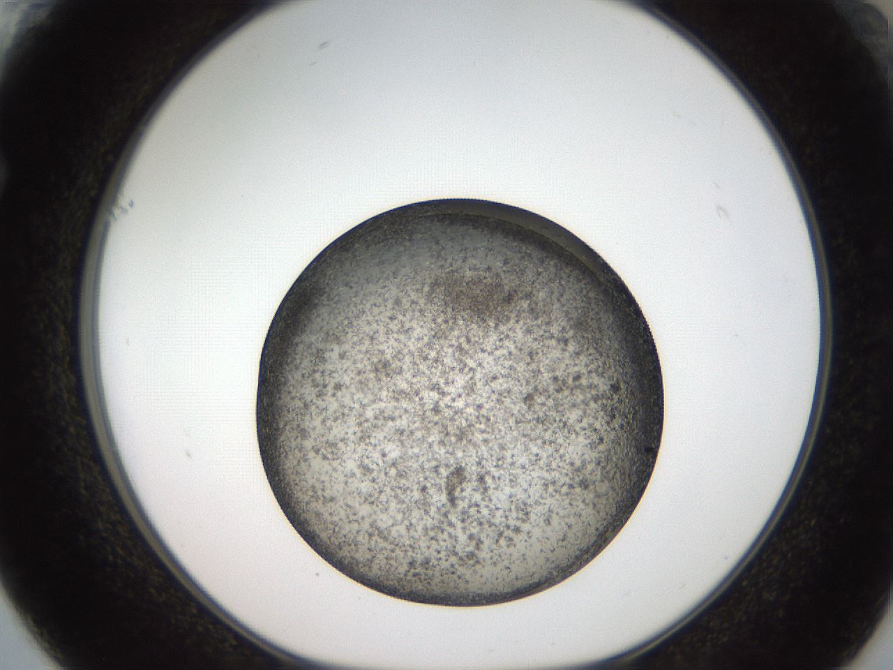 folderID61_plateID2061_batchID9137_wellNum61_profileID1_d1_r139251_ef.jpg