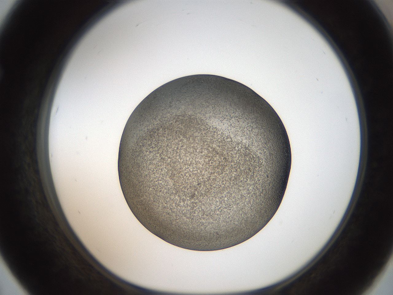 folderID61_plateID2061_batchID9137_wellNum67_profileID1_d1_r139257_ef.jpg