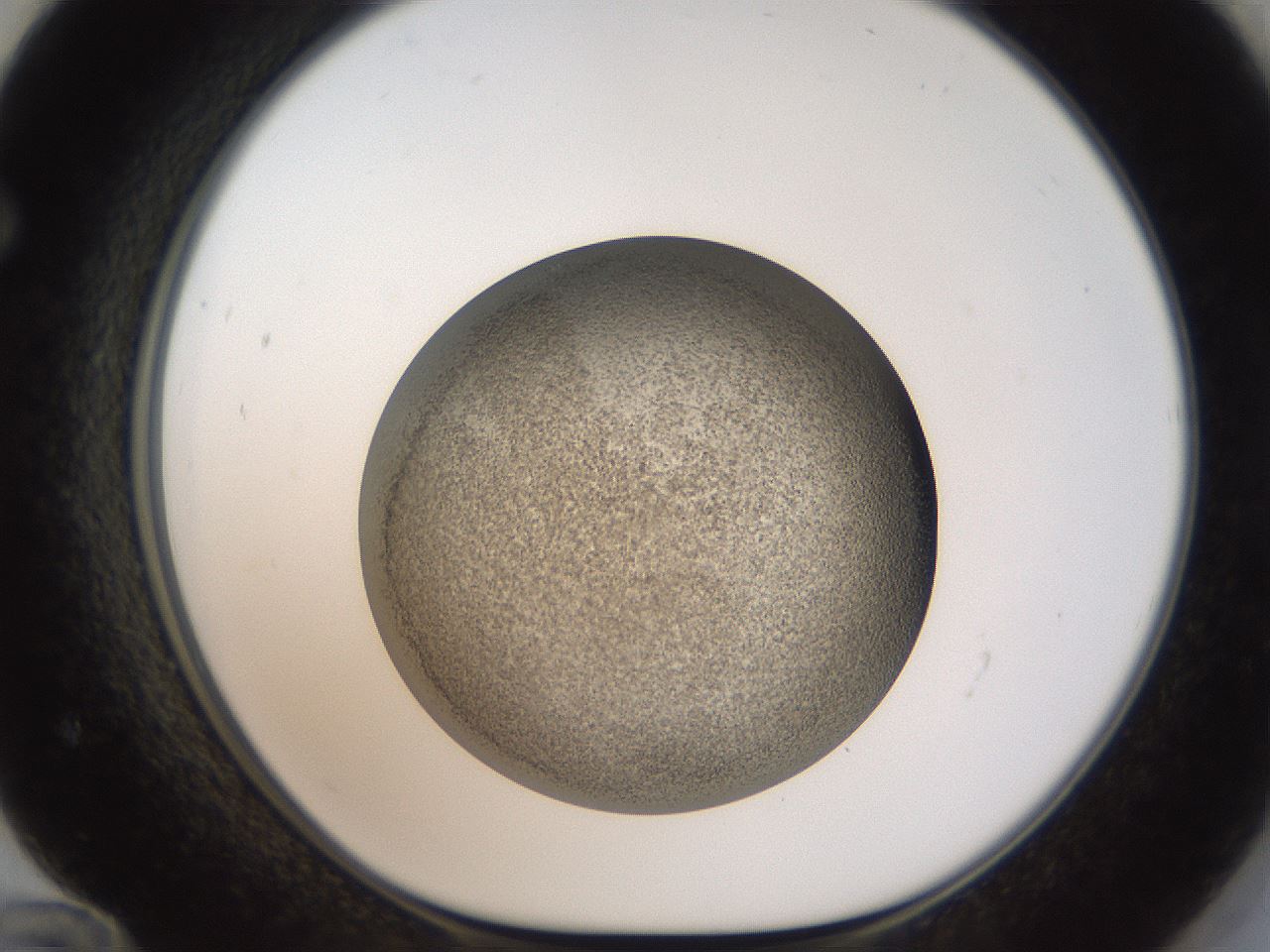 folderID61_plateID2061_batchID9137_wellNum72_profileID1_d1_r139262_ef.jpg