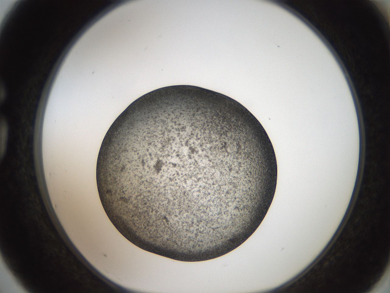 folderID61_plateID2061_batchID9137_wellNum75_profileID1_d1_r139265_ef.jpg