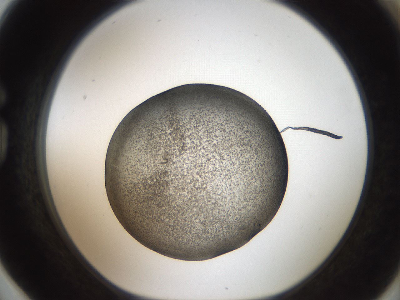 folderID61_plateID2061_batchID9137_wellNum78_profileID1_d1_r139268_ef.jpg