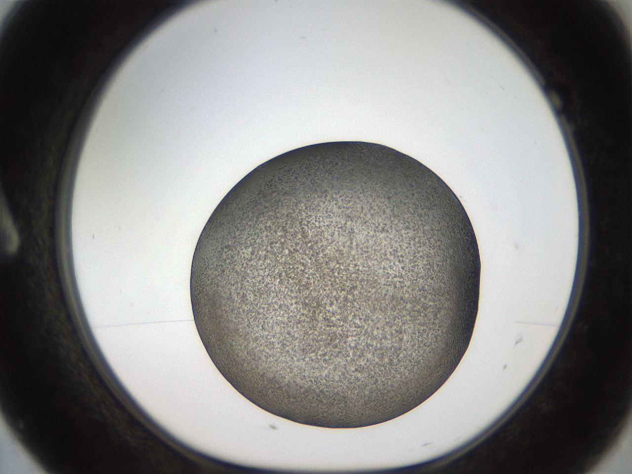 folderID61_plateID2061_batchID9137_wellNum7_profileID1_d1_r139197_ef.jpg