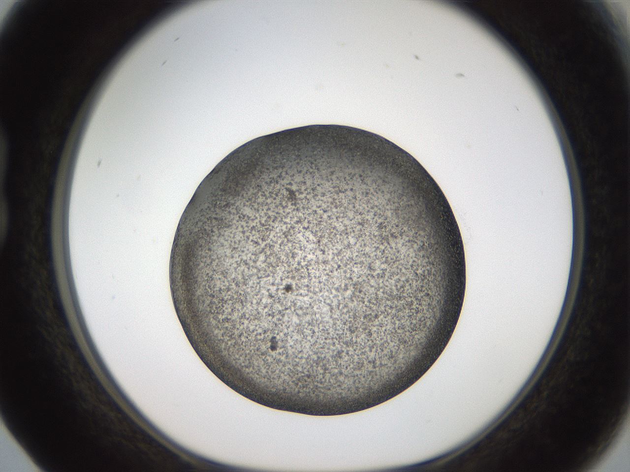 folderID61_plateID2061_batchID9137_wellNum17_profileID1_d1_r139207_ef.jpg