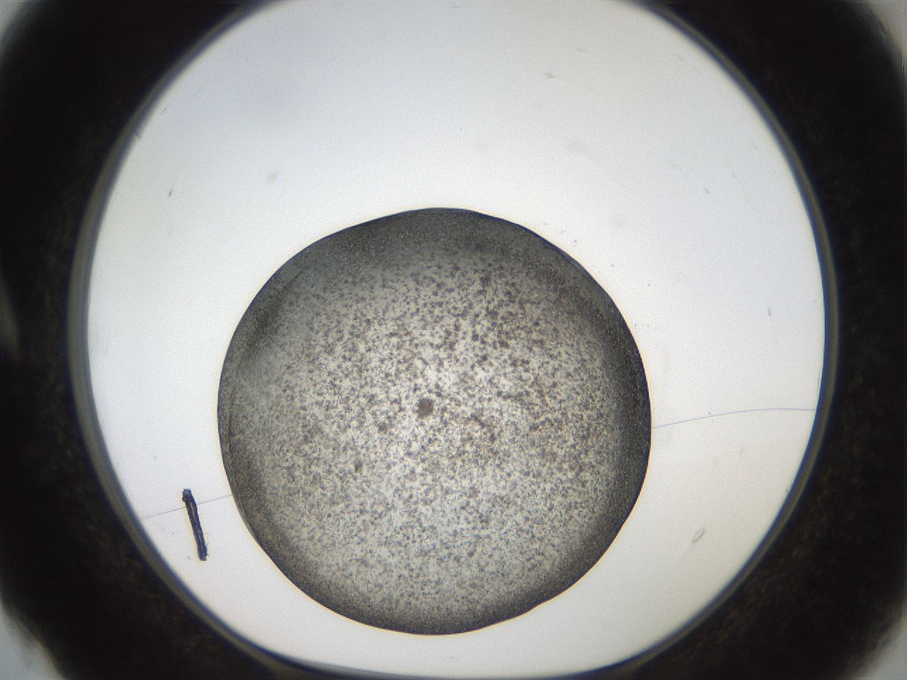 folderID61_plateID2061_batchID9137_wellNum4_profileID1_d1_r139194_ef.jpg