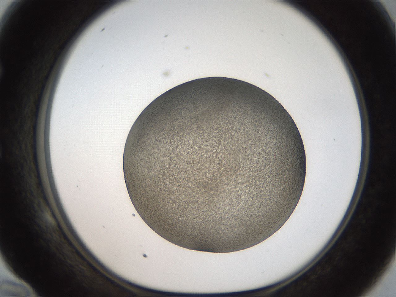 folderID61_plateID2061_batchID9137_wellNum58_profileID1_d1_r139248_ef.jpg
