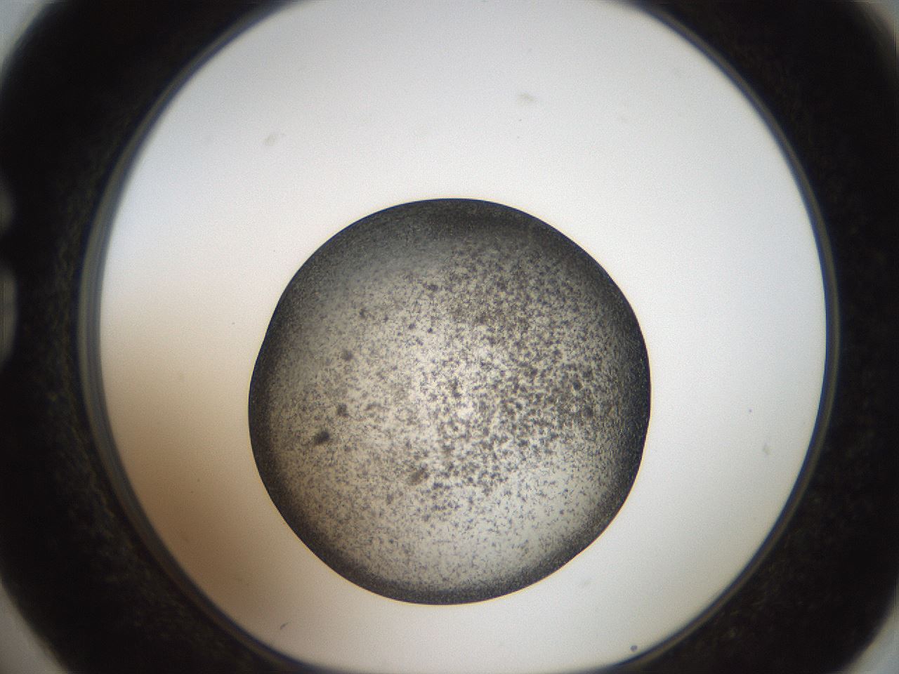 folderID61_plateID2061_batchID9137_wellNum74_profileID1_d1_r139264_ef.jpg