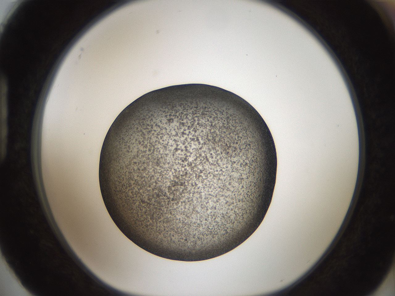 folderID61_plateID2061_batchID9137_wellNum88_profileID1_d1_r139278_ef.jpg