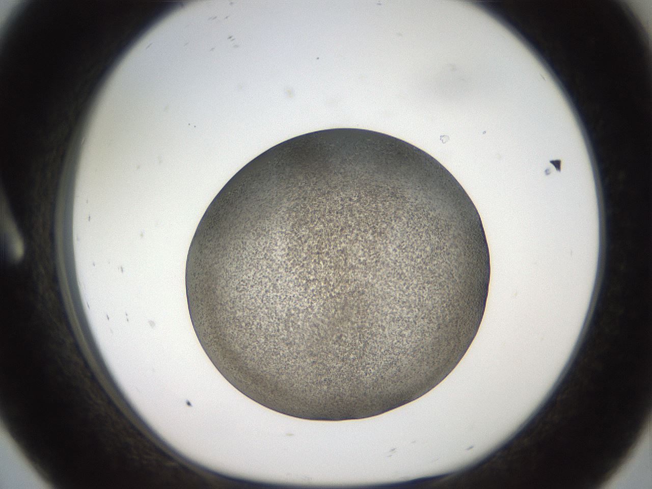 folderID61_plateID2061_batchID9137_wellNum8_profileID1_d1_r139198_ef.jpg