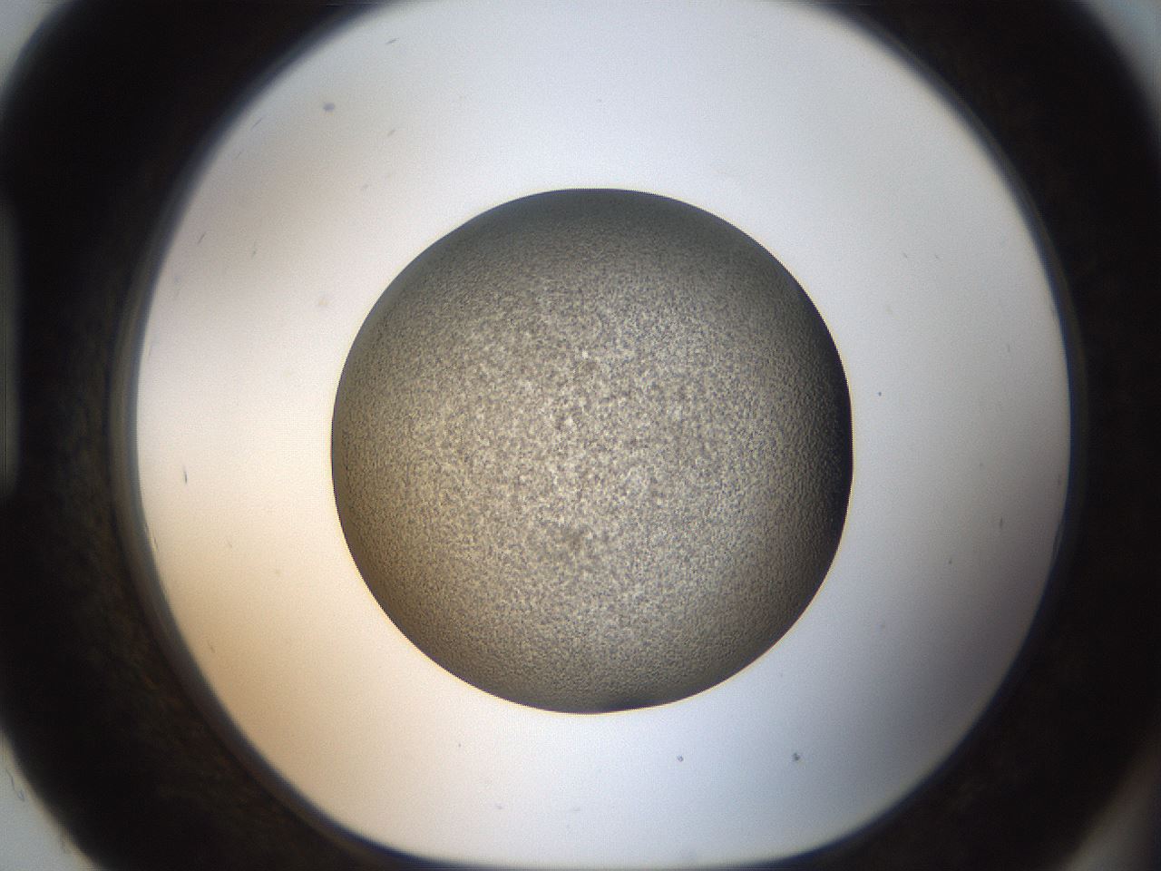 folderID61_plateID2061_batchID9137_wellNum93_profileID1_d1_r139283_ef.jpg