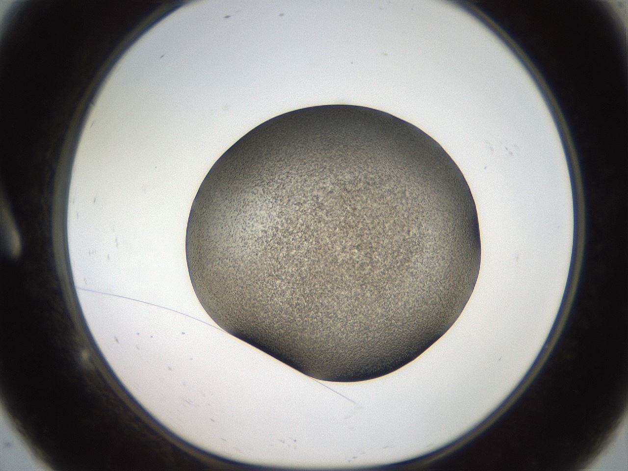 folderID61_plateID2061_batchID9137_wellNum9_profileID1_d1_r139199_ef.jpg