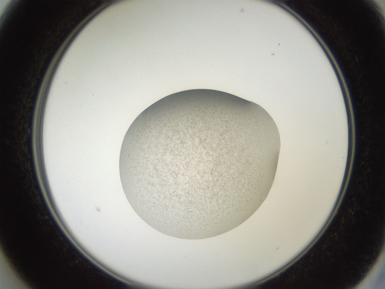 folderID620_plateID1620_batchID6748_wellNum13_profileID1_d2_r107985_ef.jpg