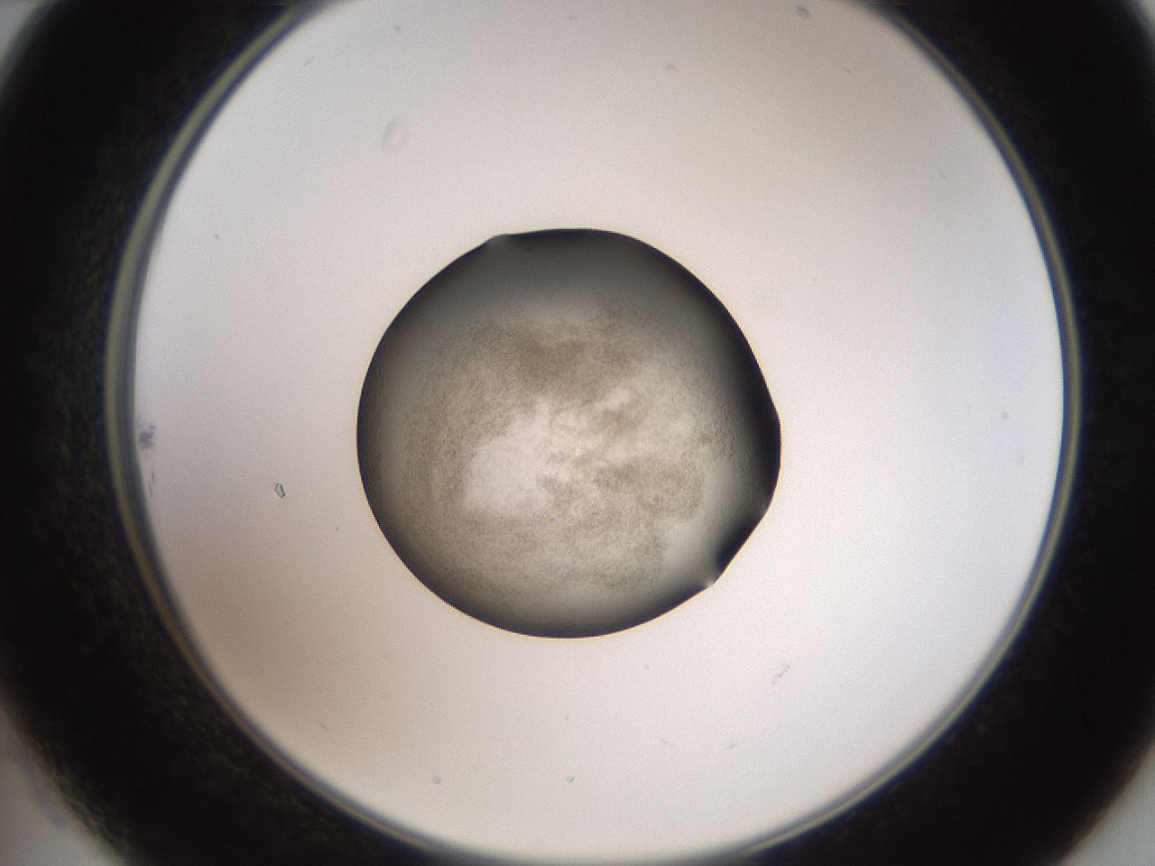 folderID620_plateID1620_batchID6748_wellNum22_profileID1_d2_r108003_ef.jpg