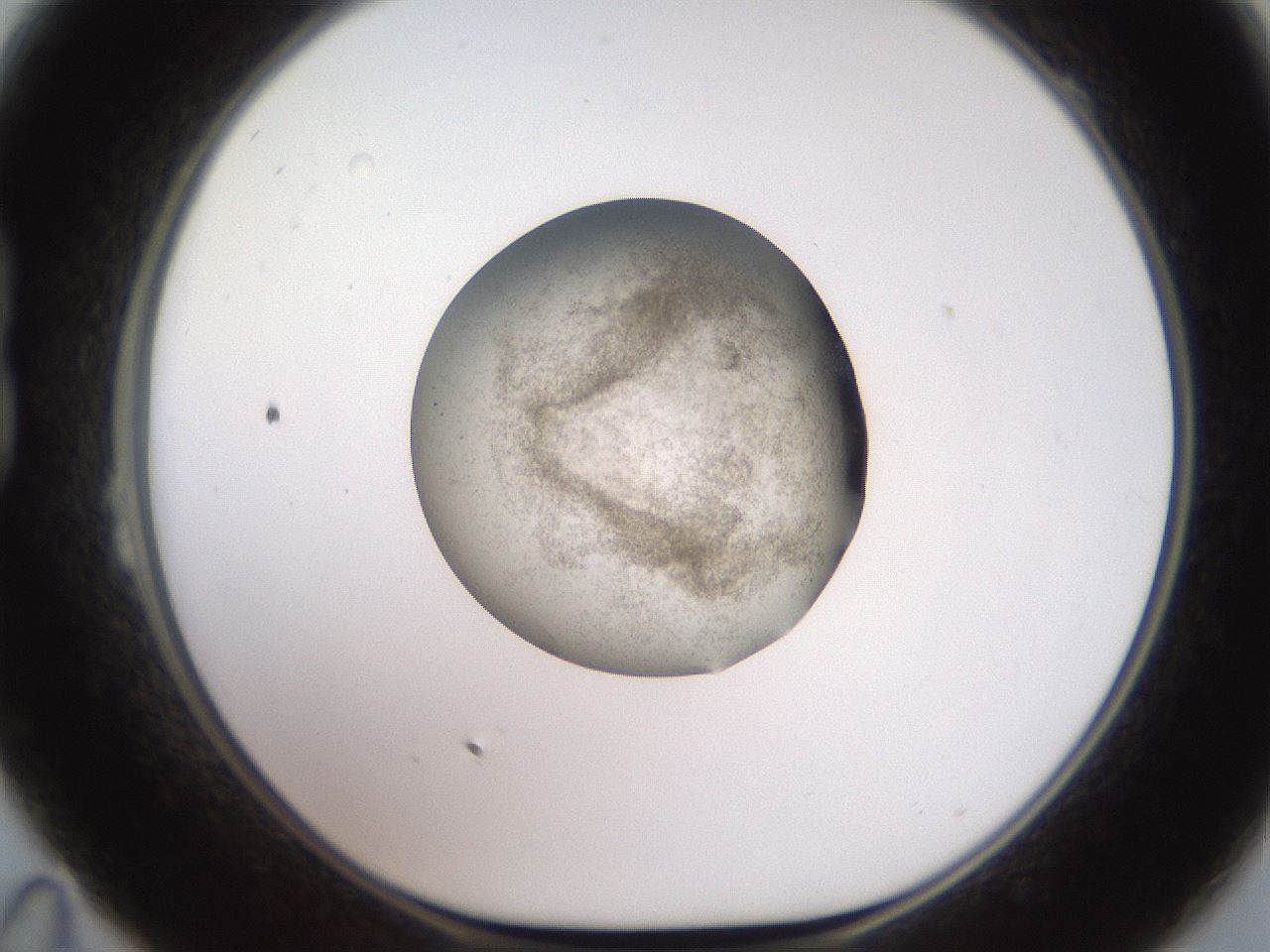 folderID620_plateID1620_batchID6748_wellNum23_profileID1_d1_r108004_ef.jpg